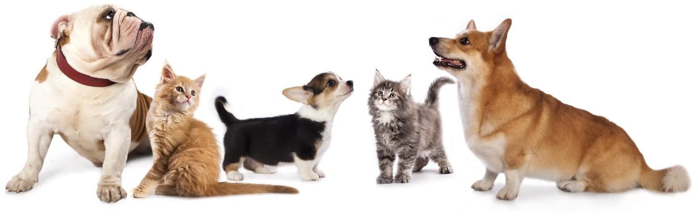 Dogs and cats