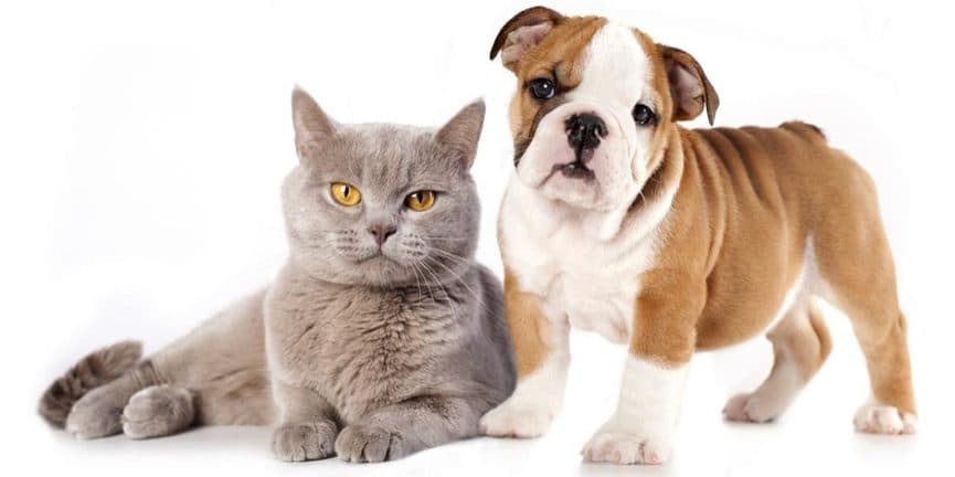 Animal Dental Chart patient