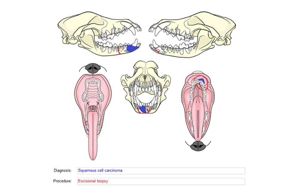 Bone and Soft Tissue Chart