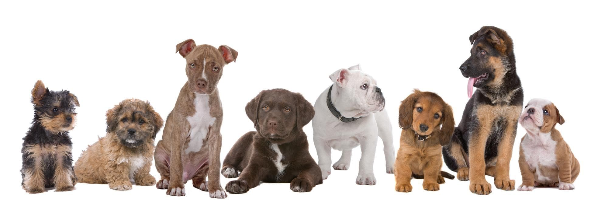 Happy dogs and cats